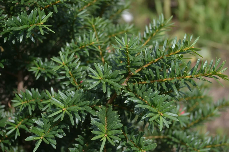 Hybrid-Eibe 'Groenland' / Taxus media 'Groenland'