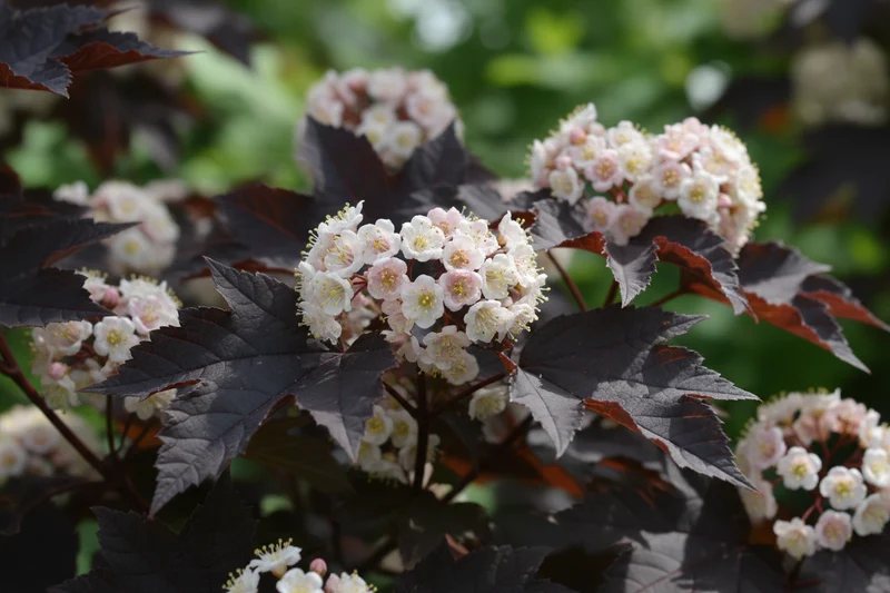 Fasanenspiere 'Summer Wine' / Physocarpus opulifolius 'Summer Wine'