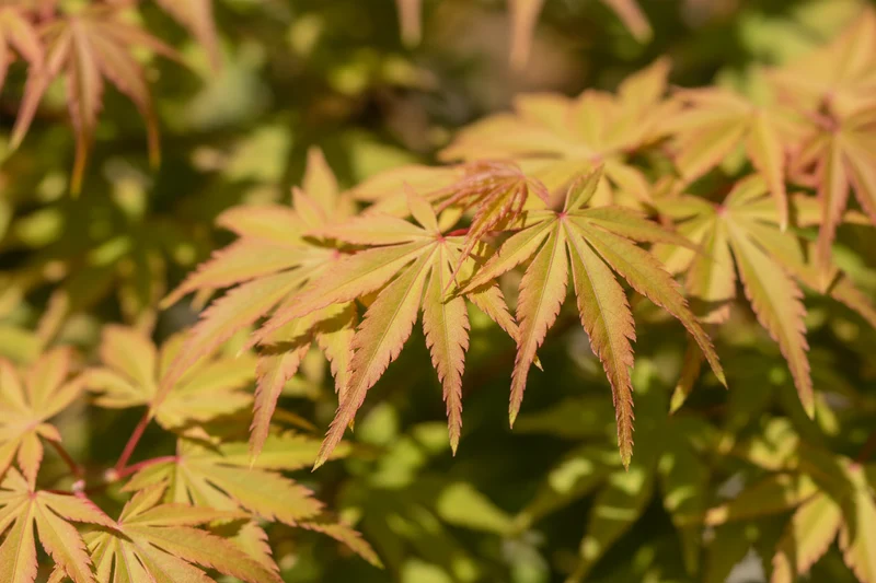 Fächerahorn 'Jerre Schwartz' / Acer palmatum 'Jerre Schwartz'