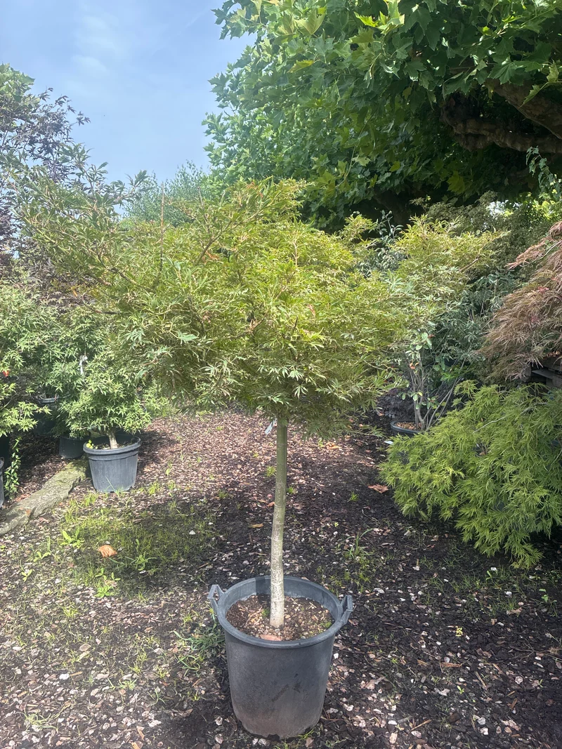 Fächerahorn 'Jerre Schwartz' / Acer palmatum 'Jerre Schwartz'
