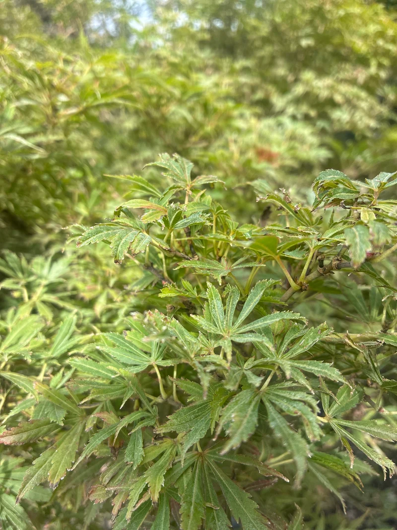 Fächerahorn 'Jerre Schwartz' / Acer palmatum 'Jerre Schwartz'