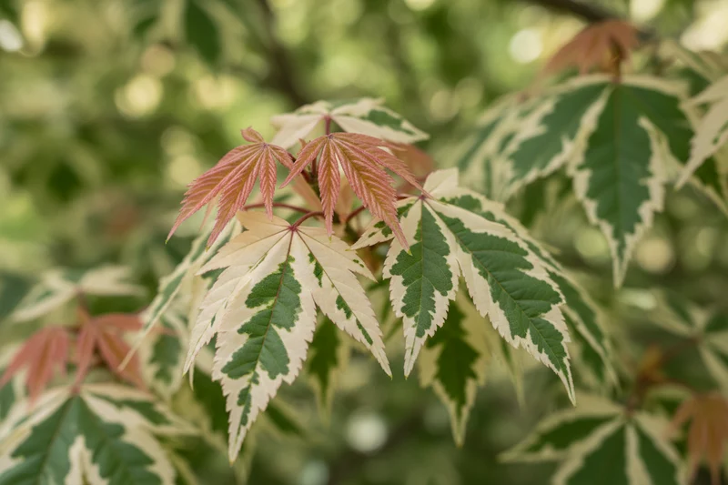 Eschen-Ahorn 'Flamingo' / Acer negundo 'Flamingo'