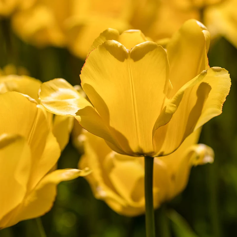 Tulipa 'Golden Apeldoorn' - Darwin-Hybrid-Tulpe