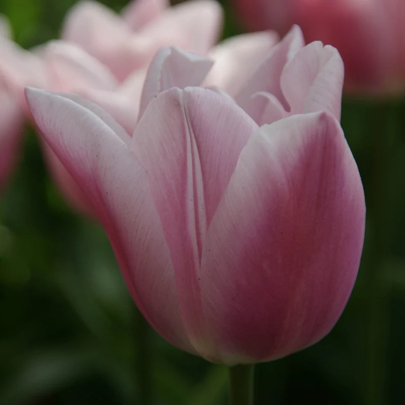 Tulipa 'Gabriella' - Triumph-Tulpe