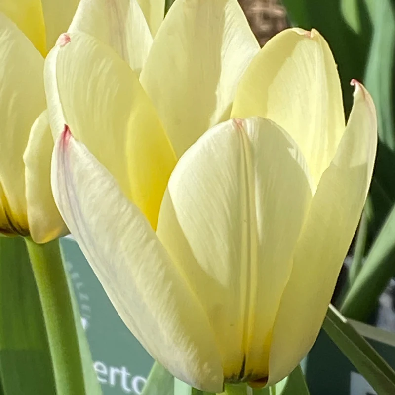 Tulipa 'Concerto' - Fosteriana Tulpe
