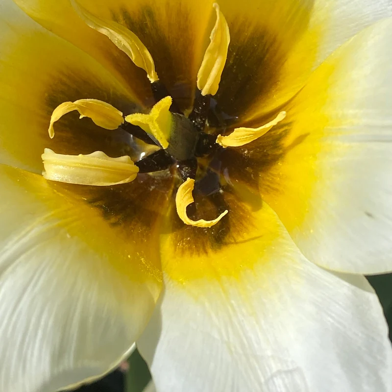 Tulipa 'Concerto' - Fosteriana Tulpe