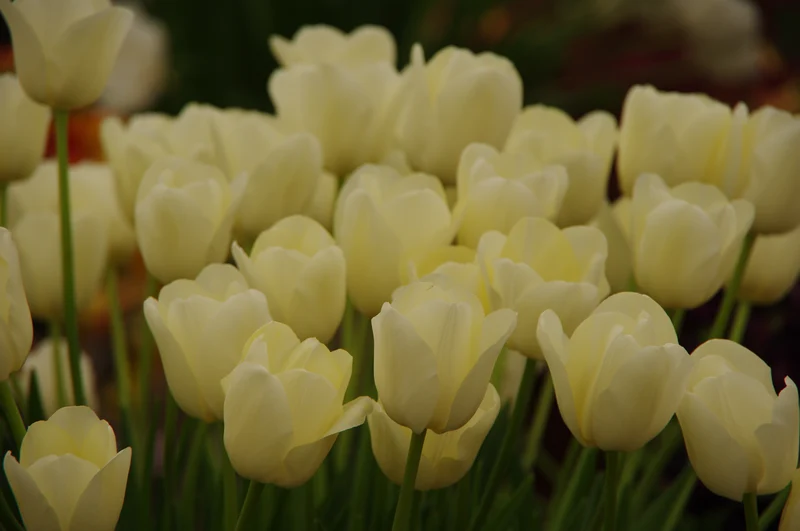Tulipa 'City of Vancouver' - Einfache späte Tulpe