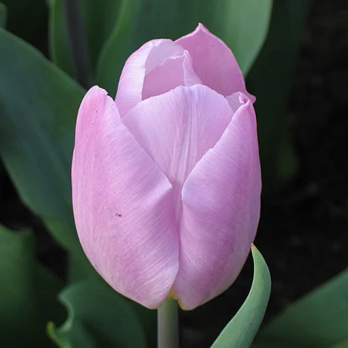 Tulipa 'Candy Prince'® - Einfache, frühe Tulpe