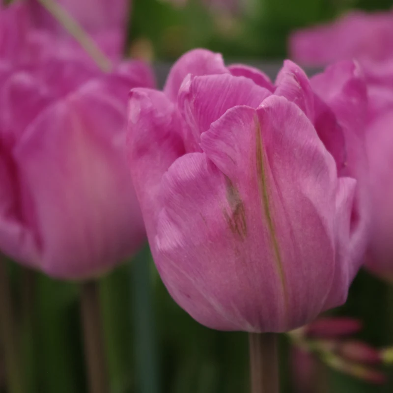 Tulipa 'Bleu Aimable' - Einfache späte Tulpe