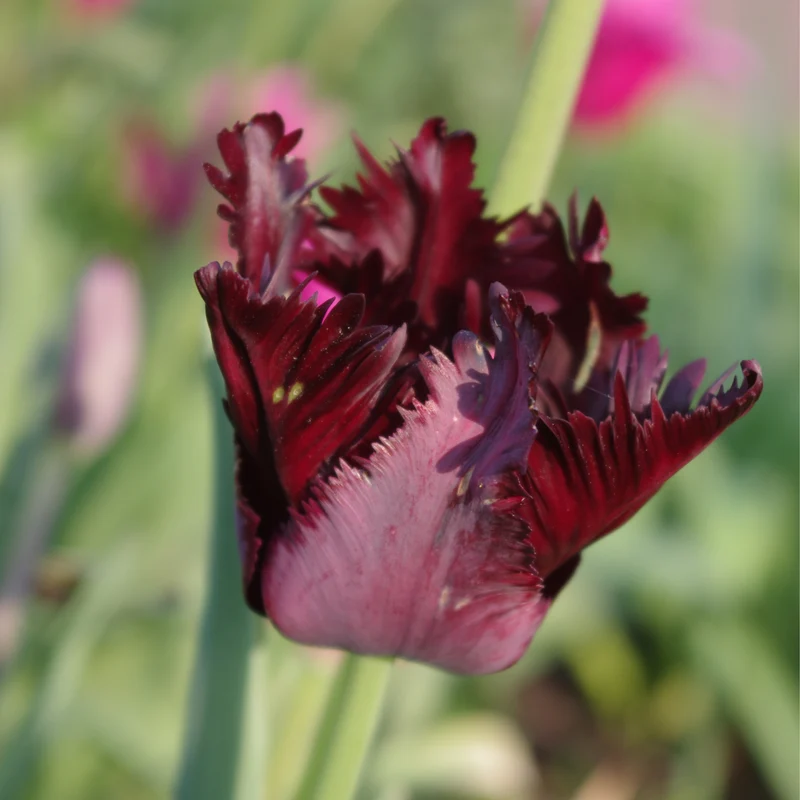 Tulipa 'Black Parrot' - Papageien Tulpe