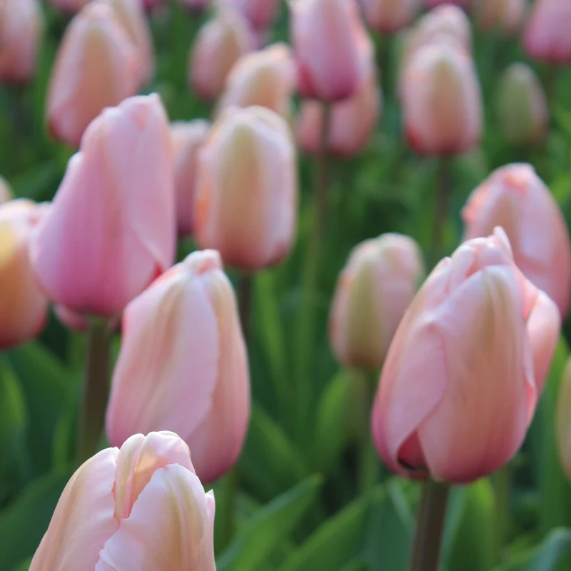 Tulipa 'Apricot Pride' - Darwin Tulpe