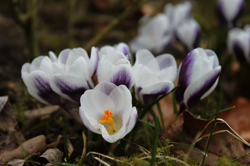 Crocus chrysanthus 'Prins Claus' - Kleiner Krokus