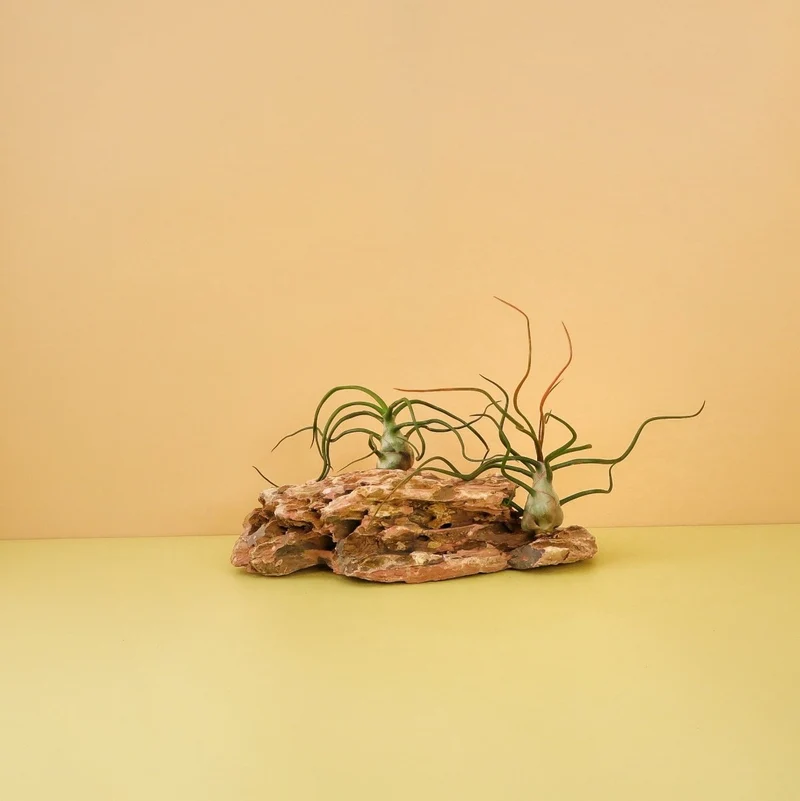 TILLANDSIA BULBOSA