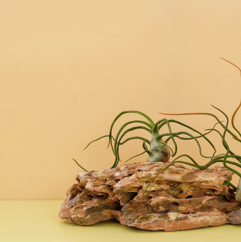 TILLANDSIA BULBOSA