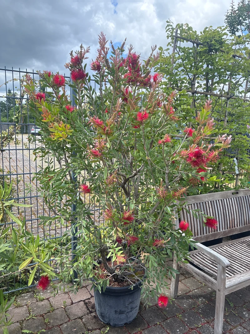 Zylinderputzer / Callistemon laevis