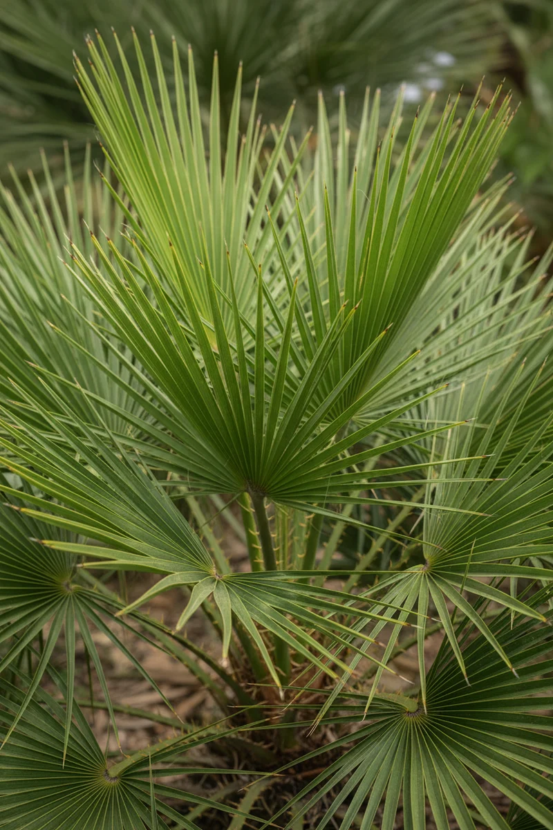 Zwergpalme / Chamaerops humilis