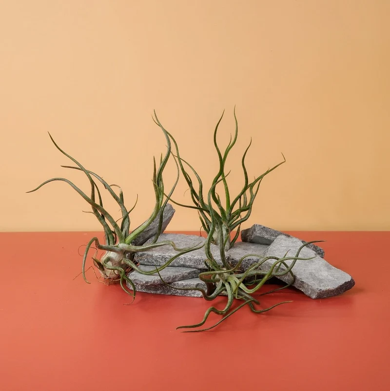 TILLANDSIA PRUINOSA