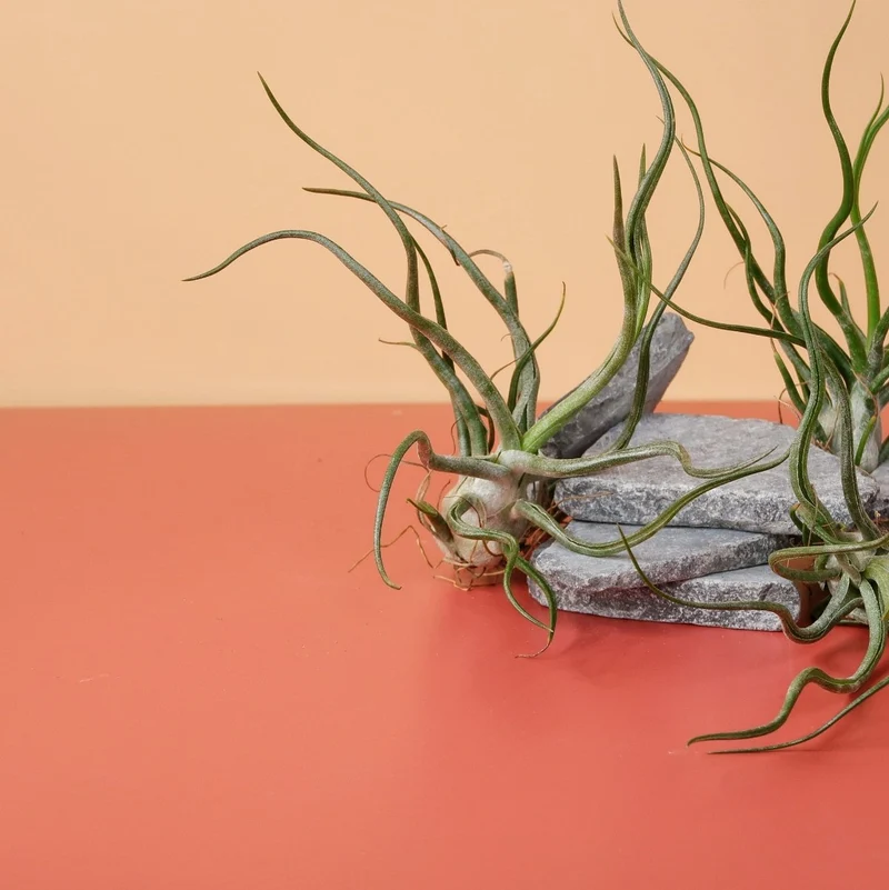 TILLANDSIA PRUINOSA