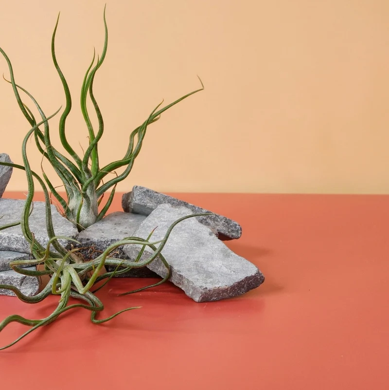 TILLANDSIA PRUINOSA