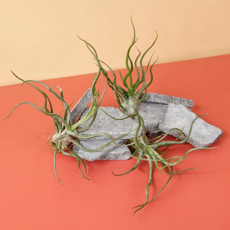 TILLANDSIA PRUINOSA