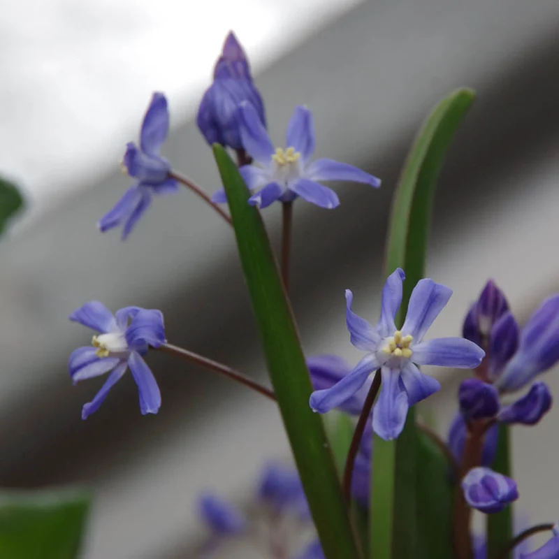 Chionodoxa sardensis - Sardischer Schneeglanz