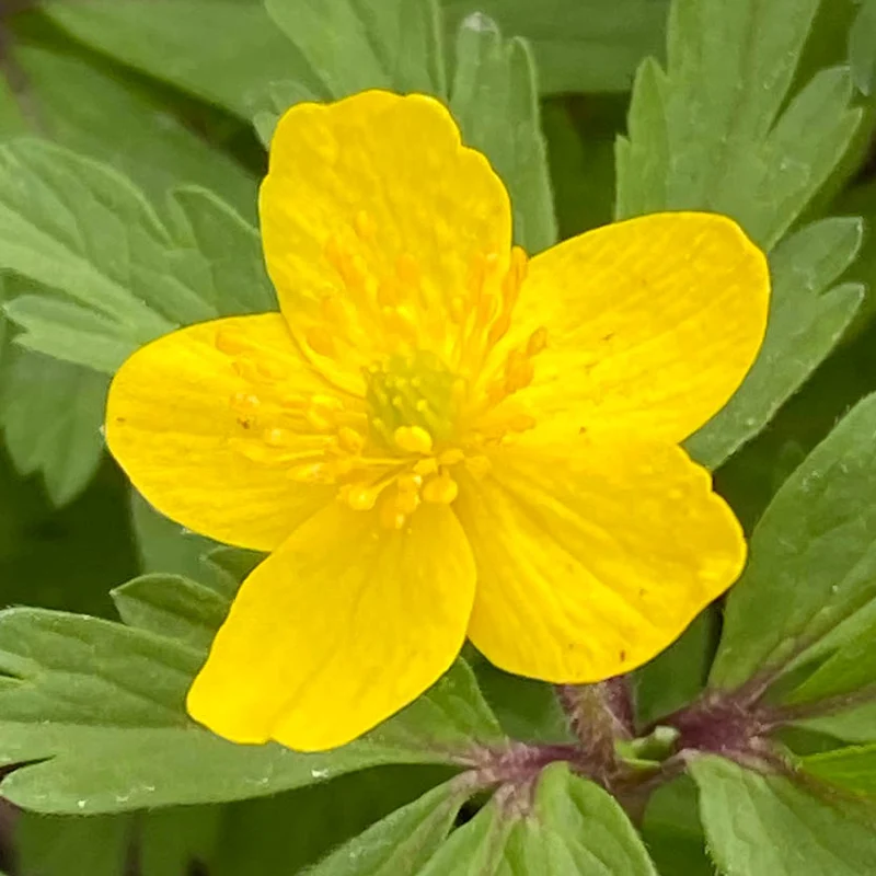 Anemone ranunculoides - Gelbes Windröschen