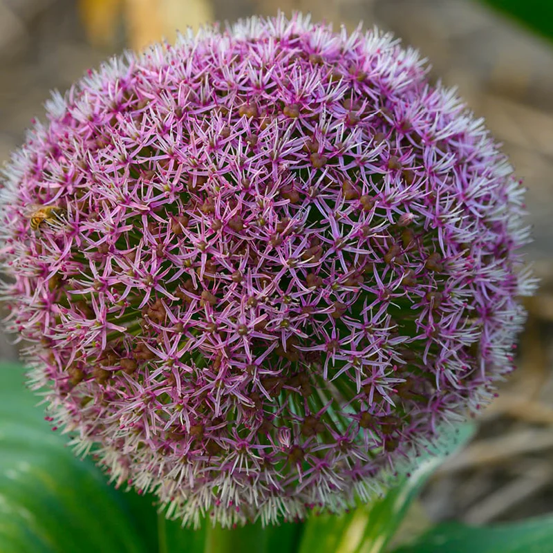 Allium karataviense 'Red Giant Star' - Blauzungen-Lauch