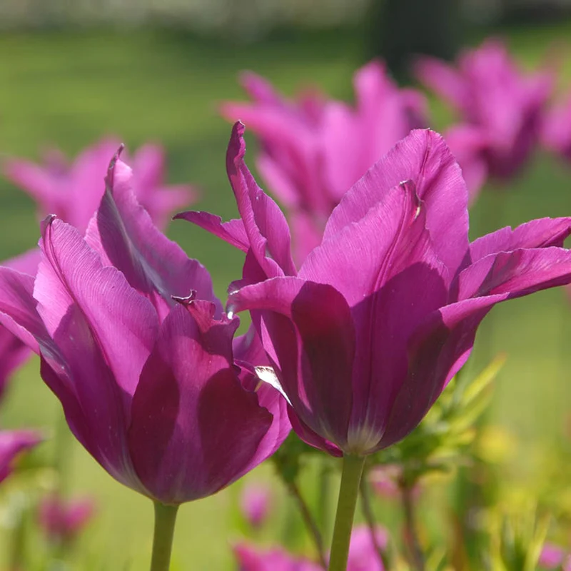 Tulipa 'Yume no Murasaki'® (ehemals 'Purple Dream') - Lilienblütige Tulpe