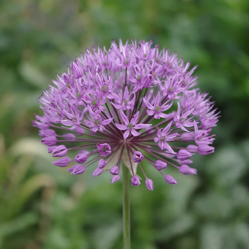 Allium aflatunense - Purpur-Kugellauch
