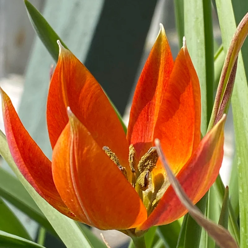 Tulipa whitallii - Feuer-Tulpe