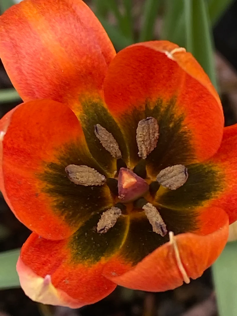 Tulipa whitallii - Feuer-Tulpe