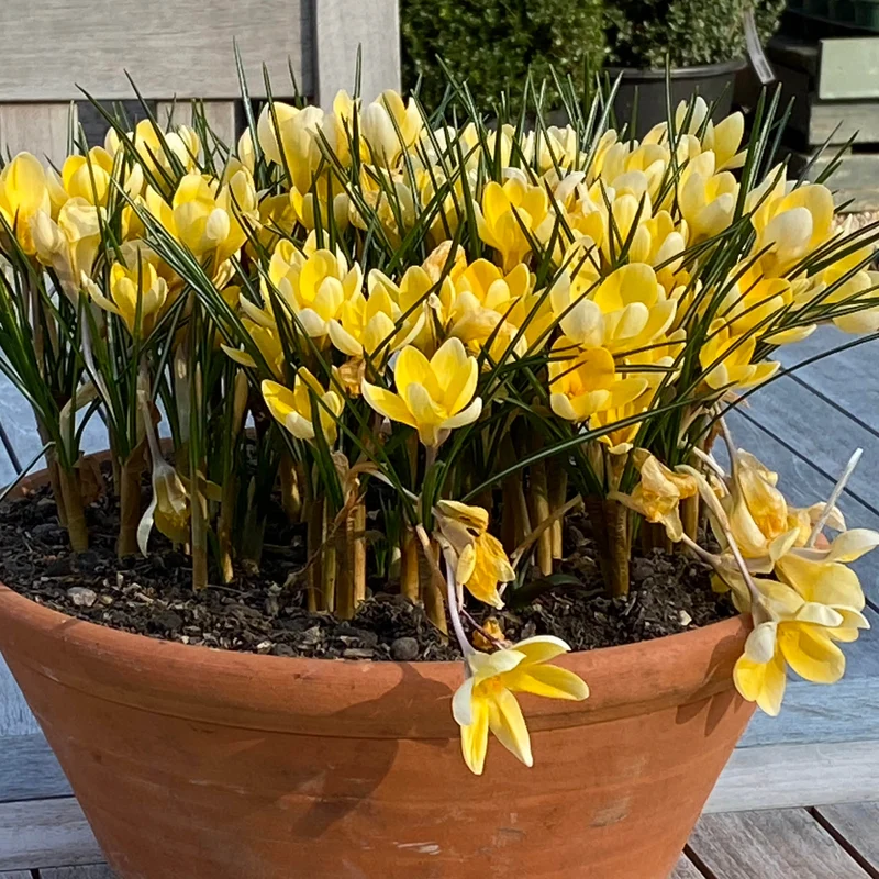 Crocus chrysanthus 'Romance' - Kleiner Krokus