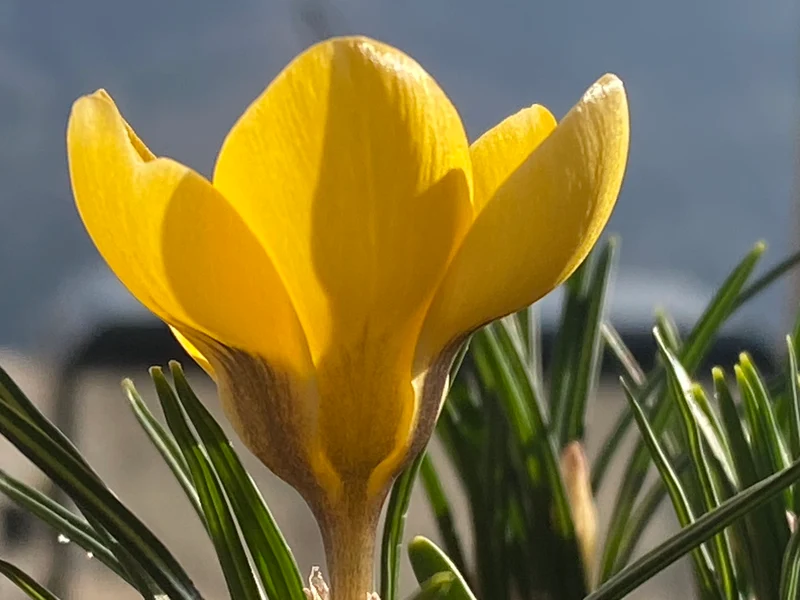 Crocus chrysanthus 'Romance' - Kleiner Krokus