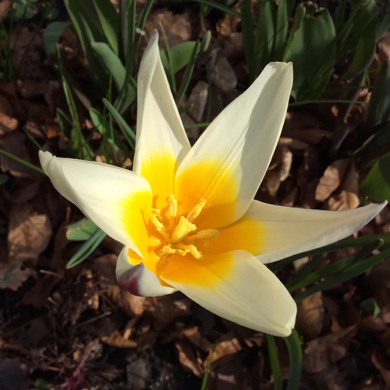 Tulipa dasystemon (tarda) - Zwerg-Stern-Tulpe