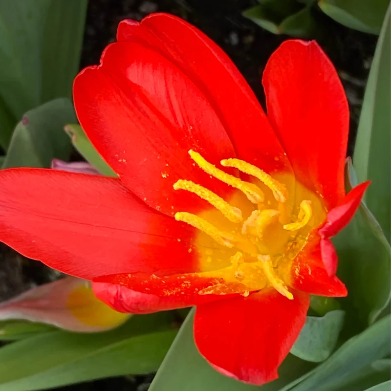 Tulipa 'Scarlet Baby' - Kaufmanniana-Tulpe