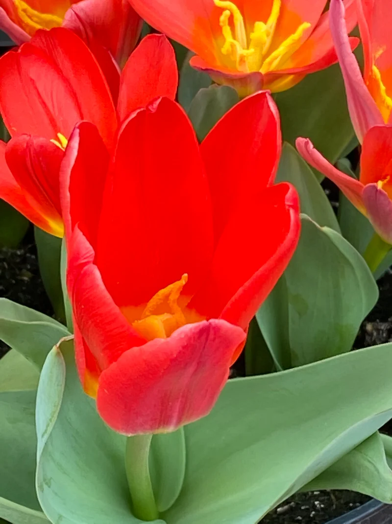 Tulipa 'Scarlet Baby' - Kaufmanniana-Tulpe