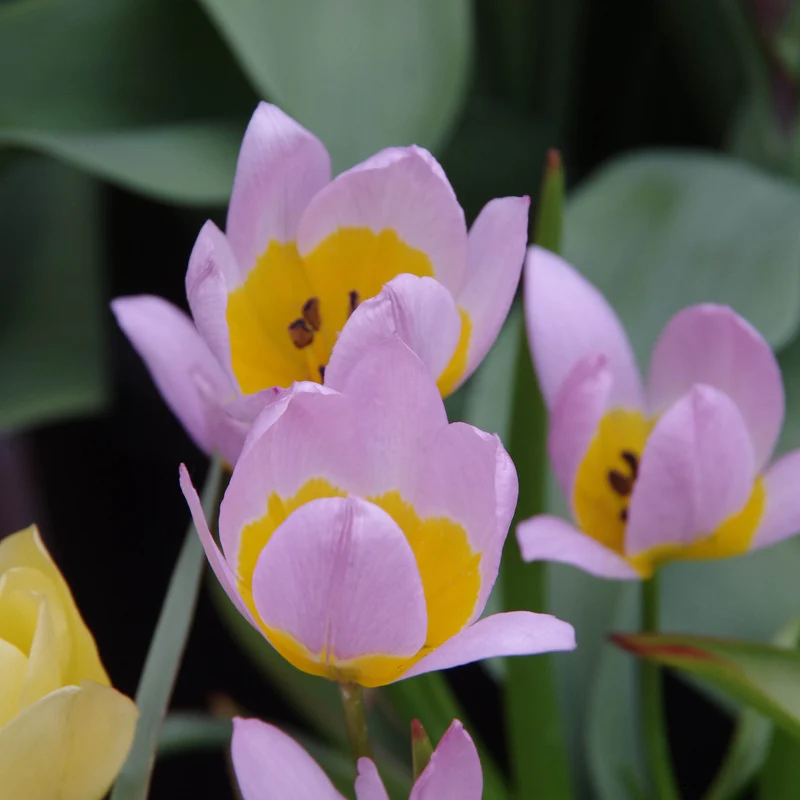 Tulipa saxatilis - Felsen-Tulpe