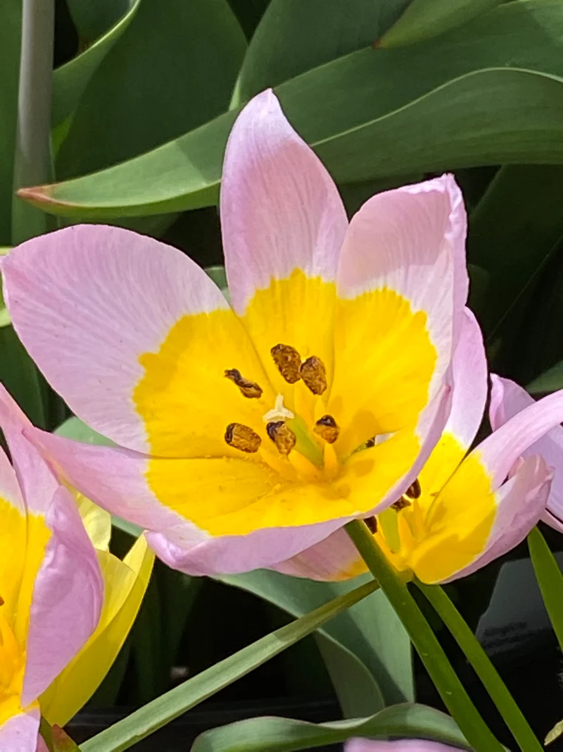 Tulipa saxatilis - Felsen-Tulpe