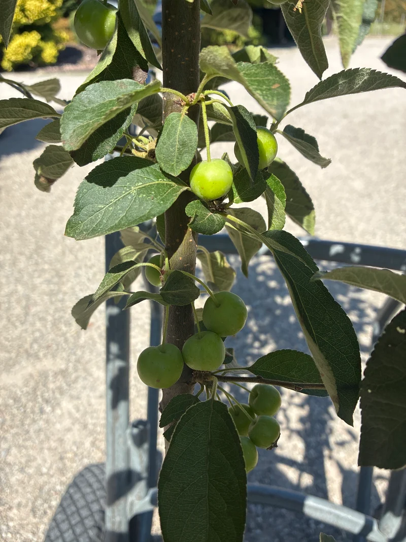 Zierapfel 'Evereste'® / Malus 'Evereste'®