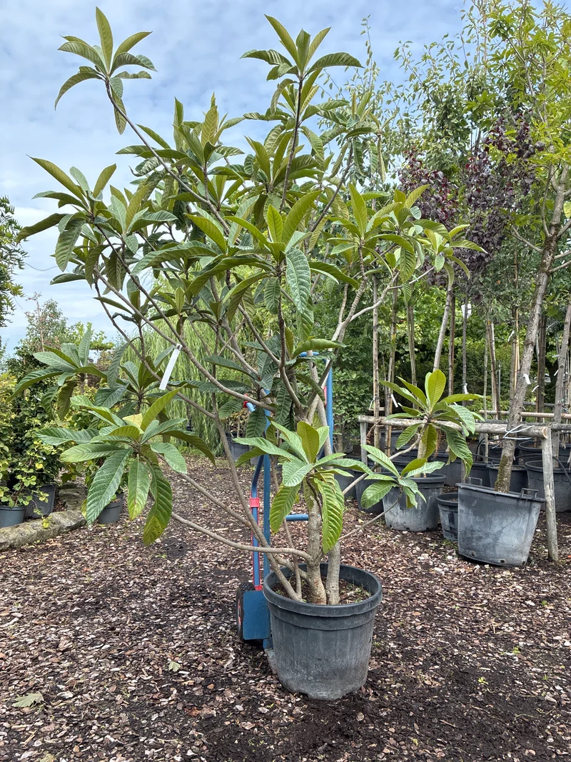 Wollmispel / Eriobotrya japonica