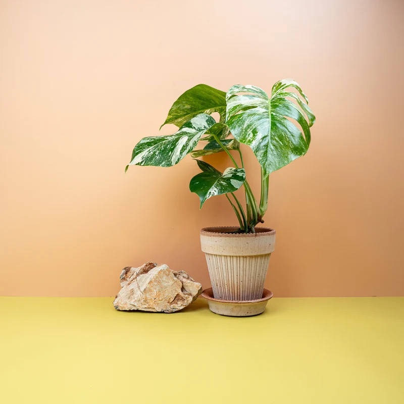 MONSTERA DELICIOSA VARIEGATA