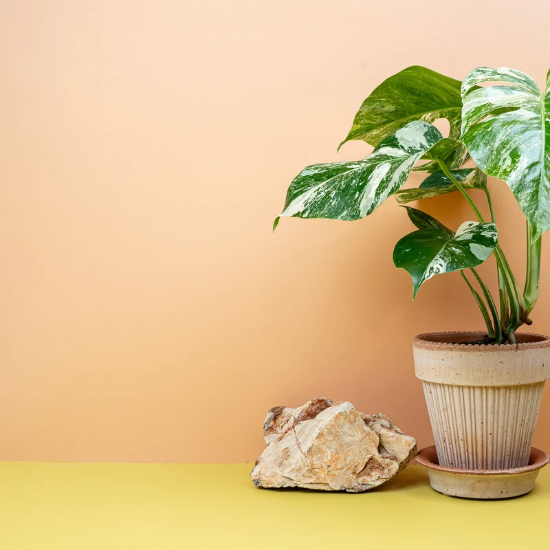 MONSTERA DELICIOSA VARIEGATA