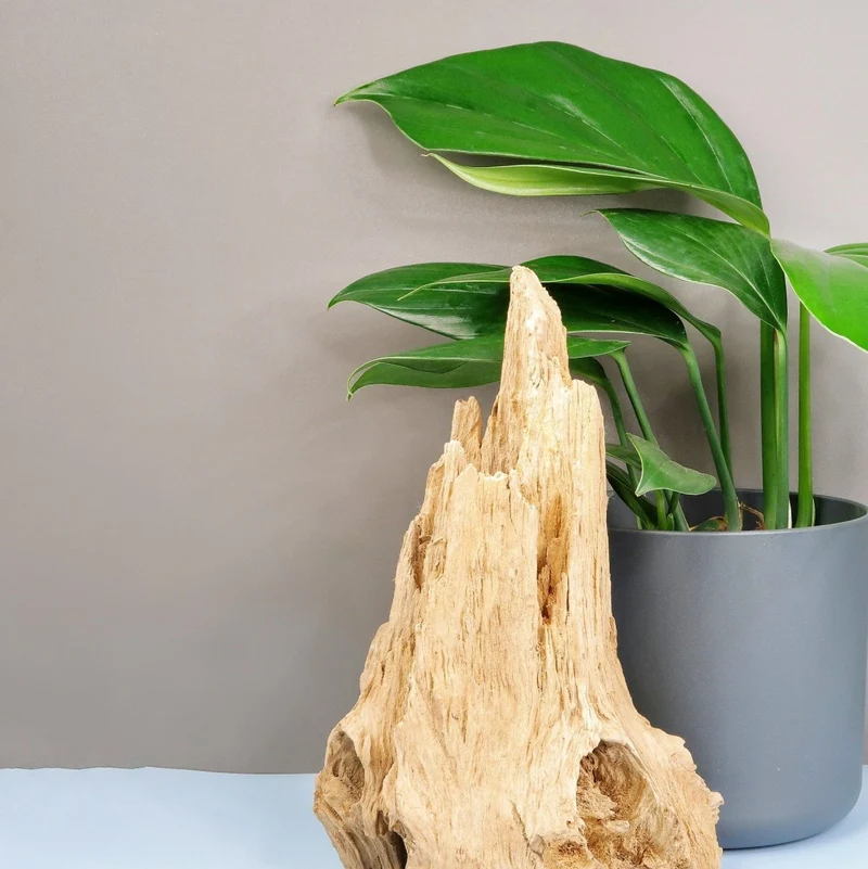 PHILODENDRON DRAGON TAIL