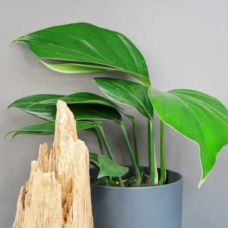 PHILODENDRON DRAGON TAIL