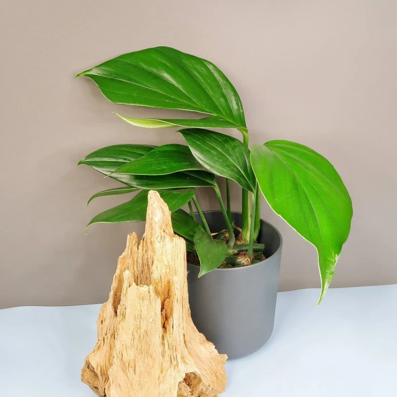 PHILODENDRON DRAGON TAIL