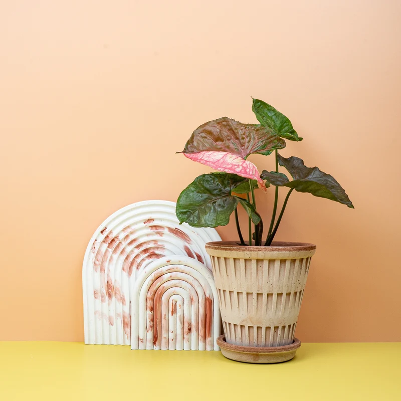 SYNGONIUM STRAWBERRY ICE