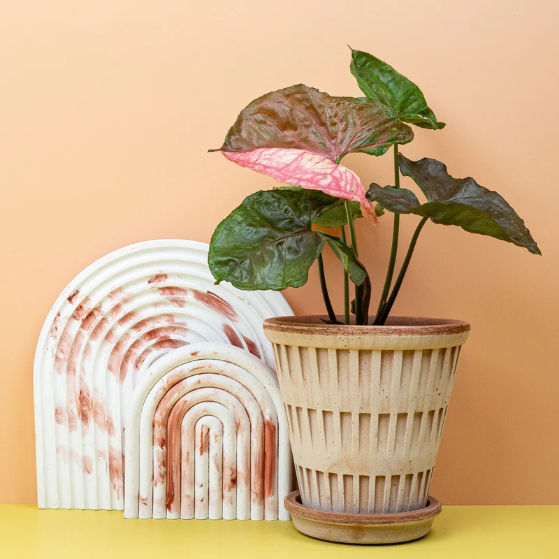 SYNGONIUM STRAWBERRY ICE