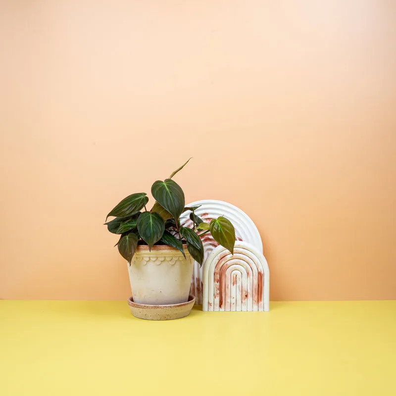 PHILODENDRON MICANS