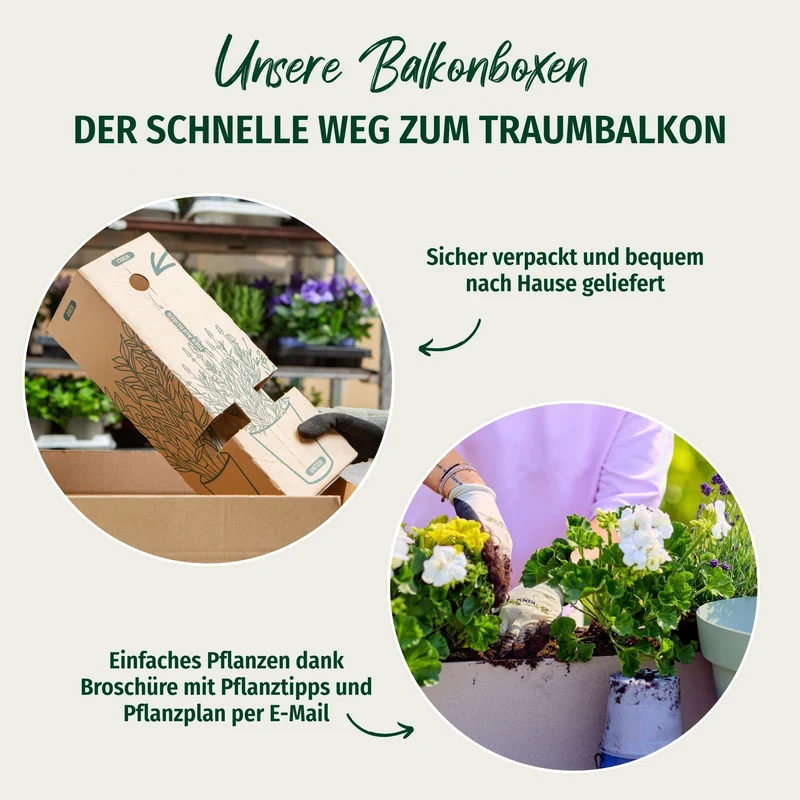 Balkonblumen "Weißer Dauerblüher"