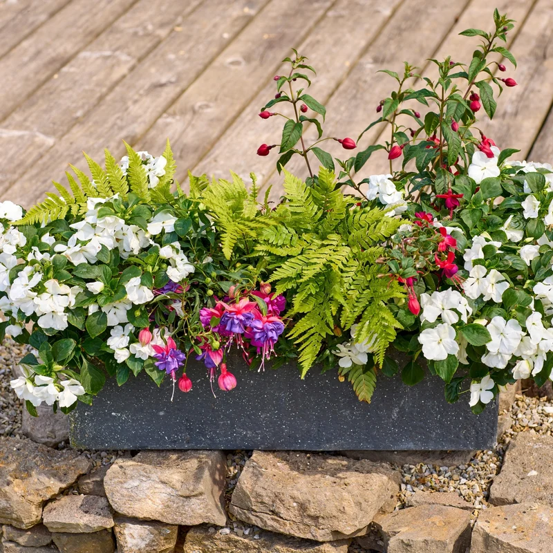Balkonblumen "Blütentraum im Schatten"